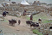 Ladakh - groups of nomadic along the road to Pangong Tso